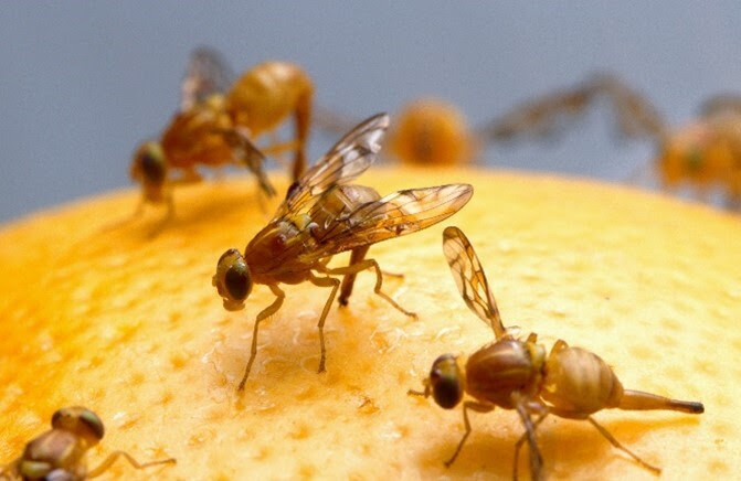 abeja